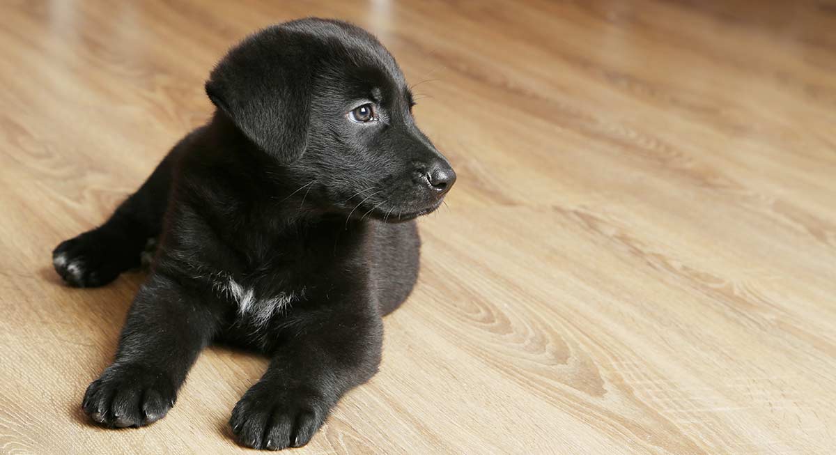 Stop Your Puppy Crying - Great Tips For Settling New Puppies Day & Night