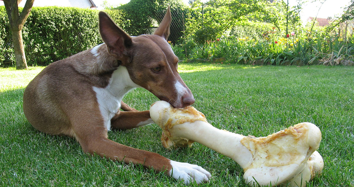 are cooked ham bones ok for dogs