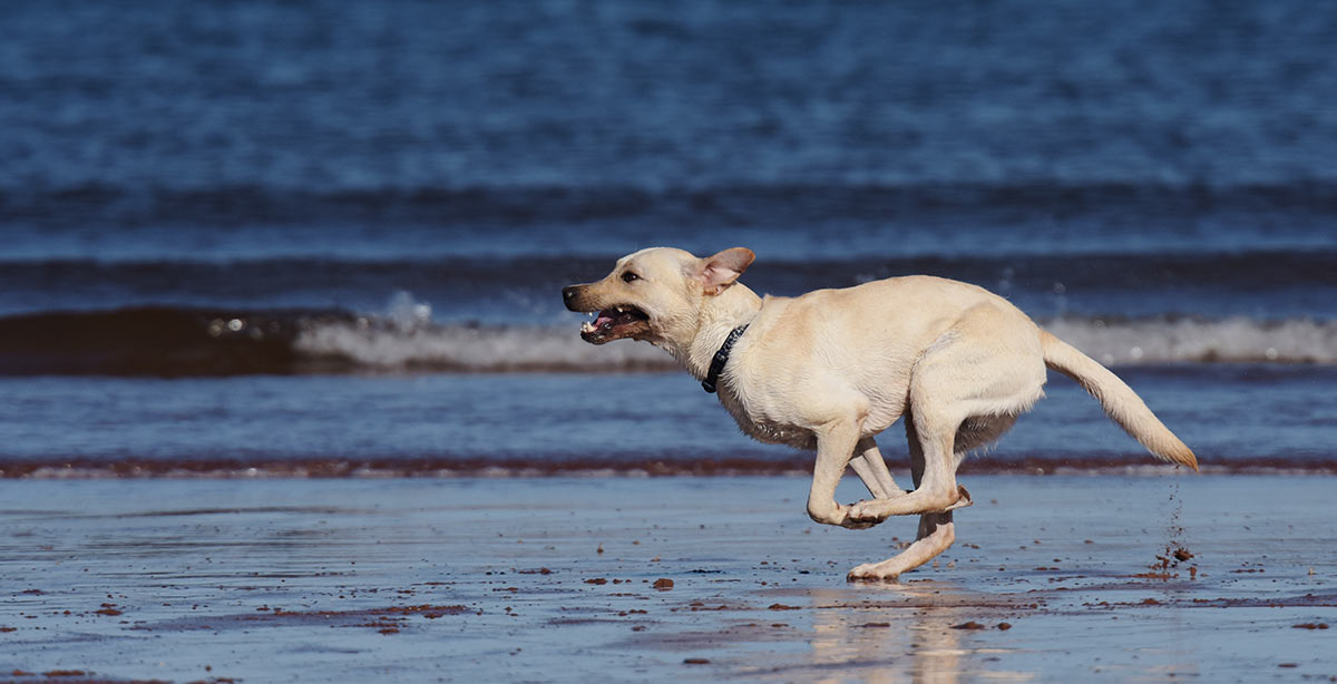 walking dog off lead