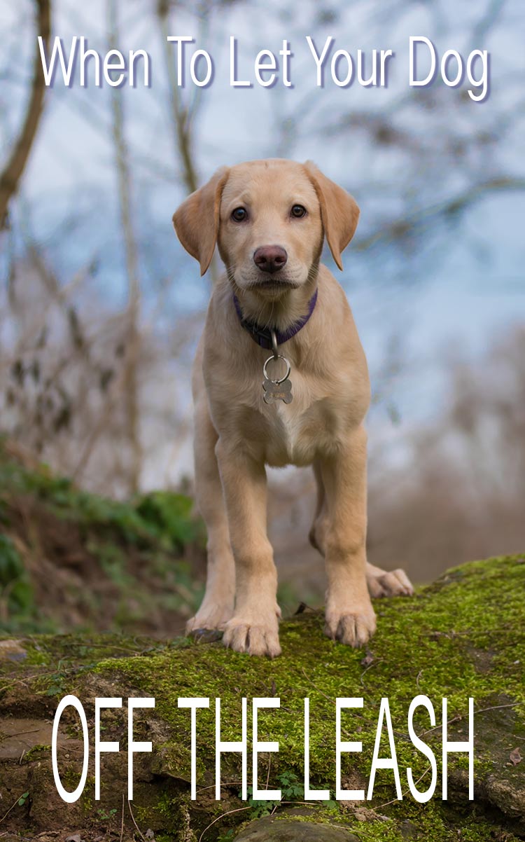 can dachshunds go off leash