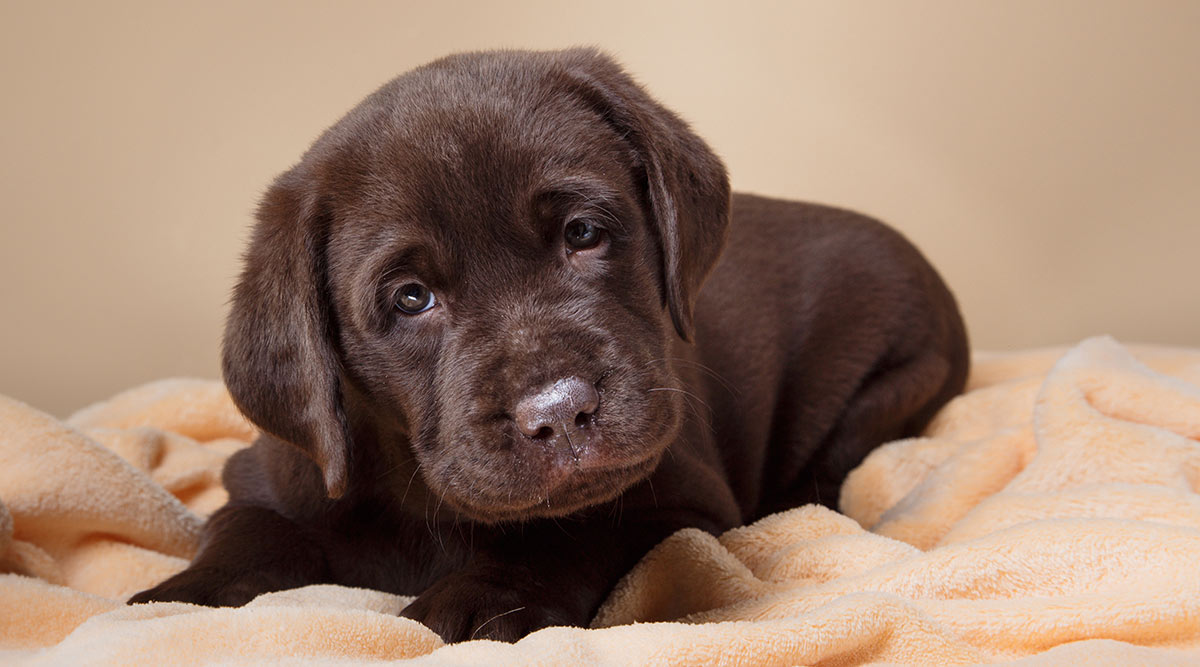 how do you get your puppy to stop crying when you leave