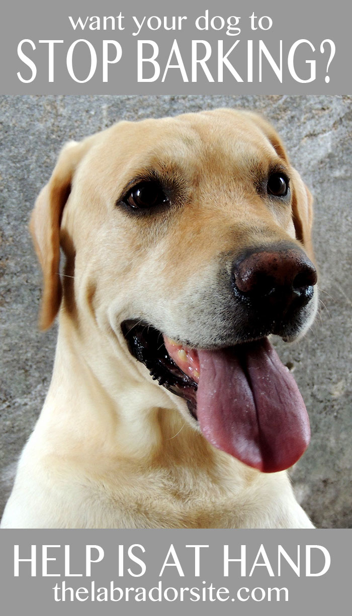 The Labrador barking help and information center is here to help with all your Labrador barking problems