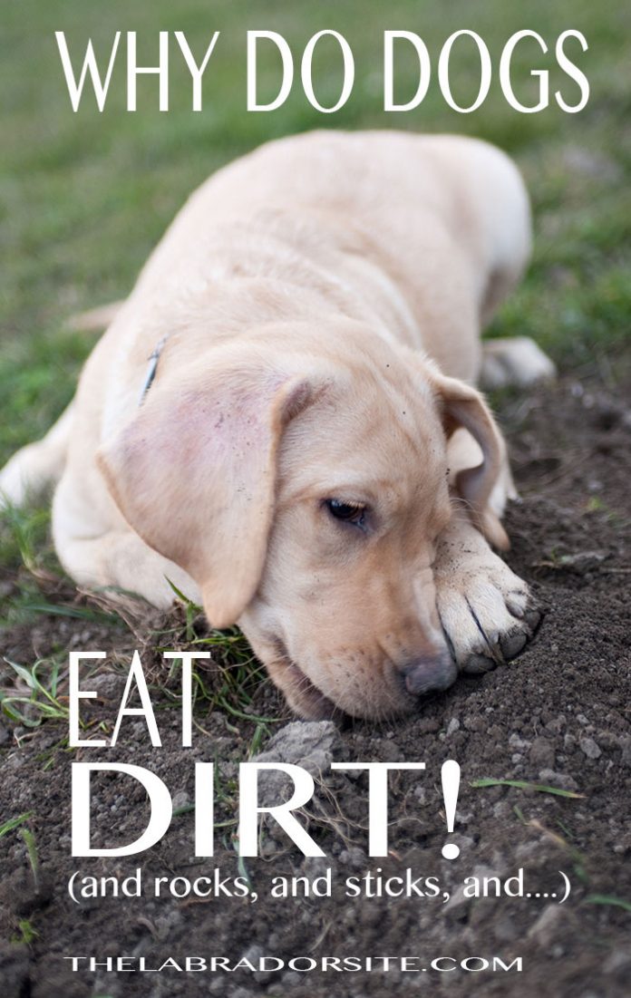 Why Do Dogs Eat Dirt, Stones, And Trash A Guide To Dogs Eating Dirt