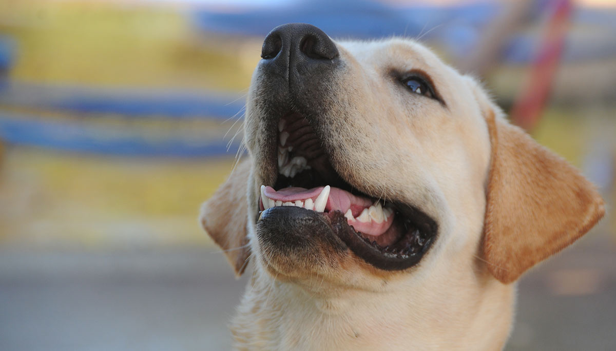 why do dogs eat kleenex