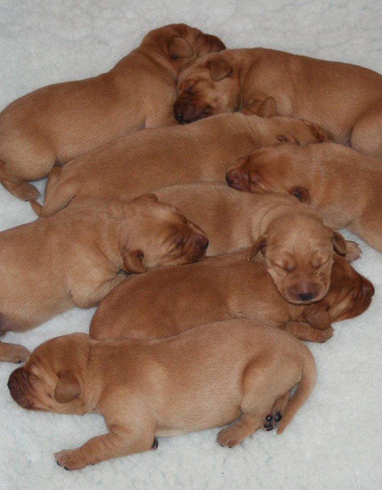 5 day old puppies