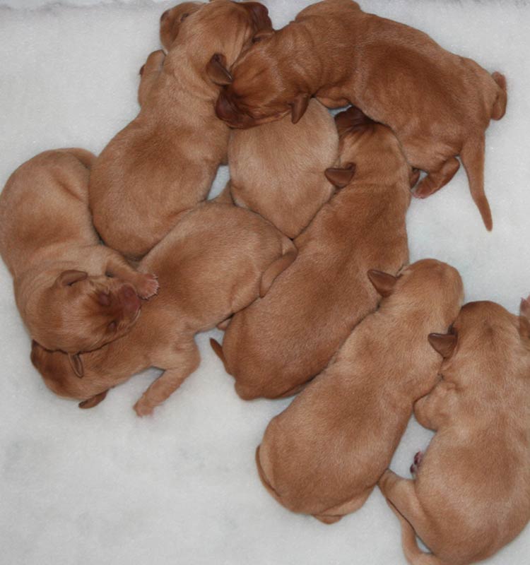 Chiot labrador