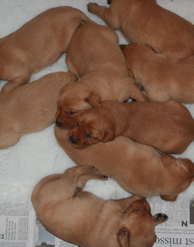 Two week old fox red Labrador puppies