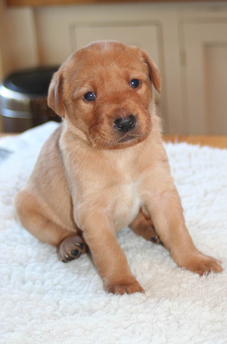 7 week old puppy care