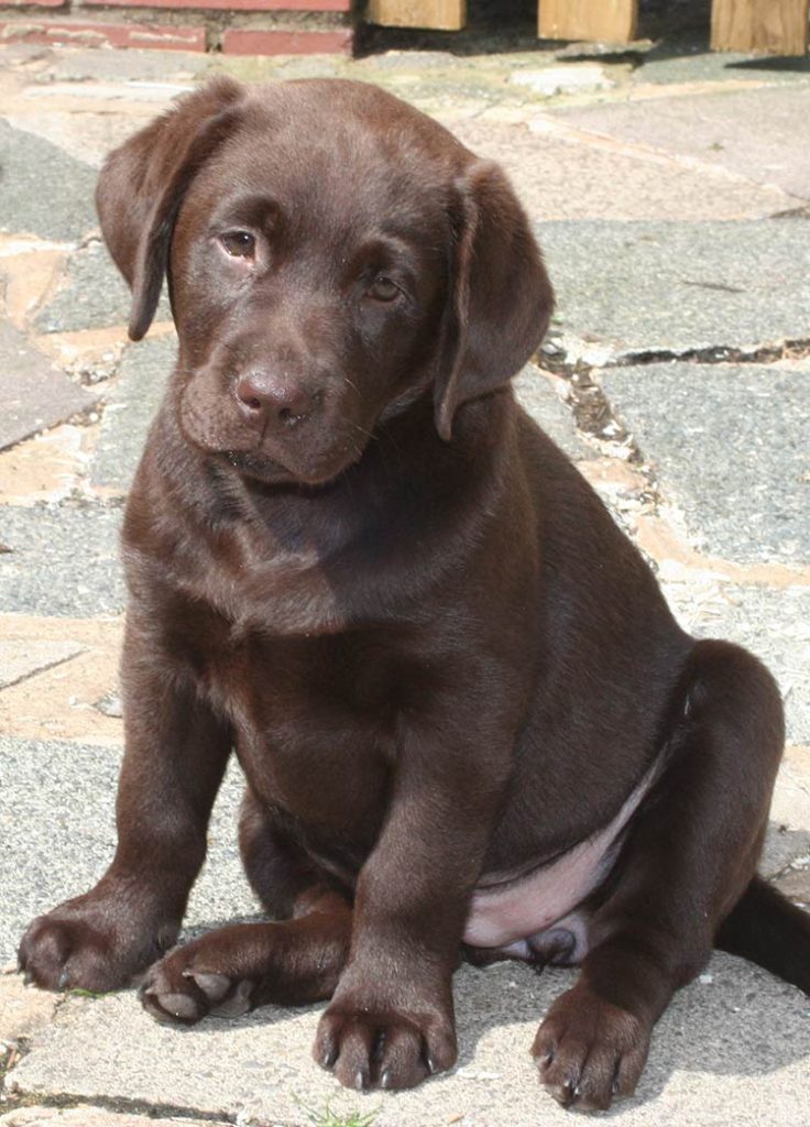 how much should a labrador weigh at 8 weeks