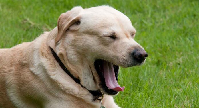 Black spot on dog's tongue