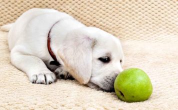 can dogs eat apples