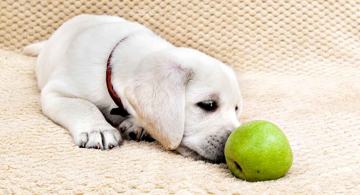 dog ate apple core