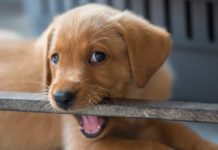 puppy teething