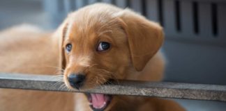puppy teething