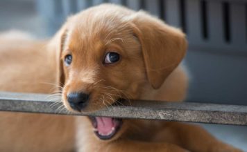 puppy teething