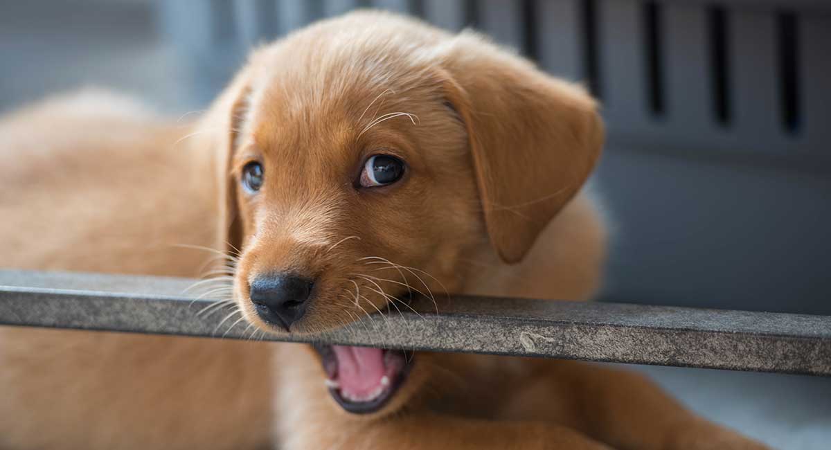 best thing to give a teething puppy