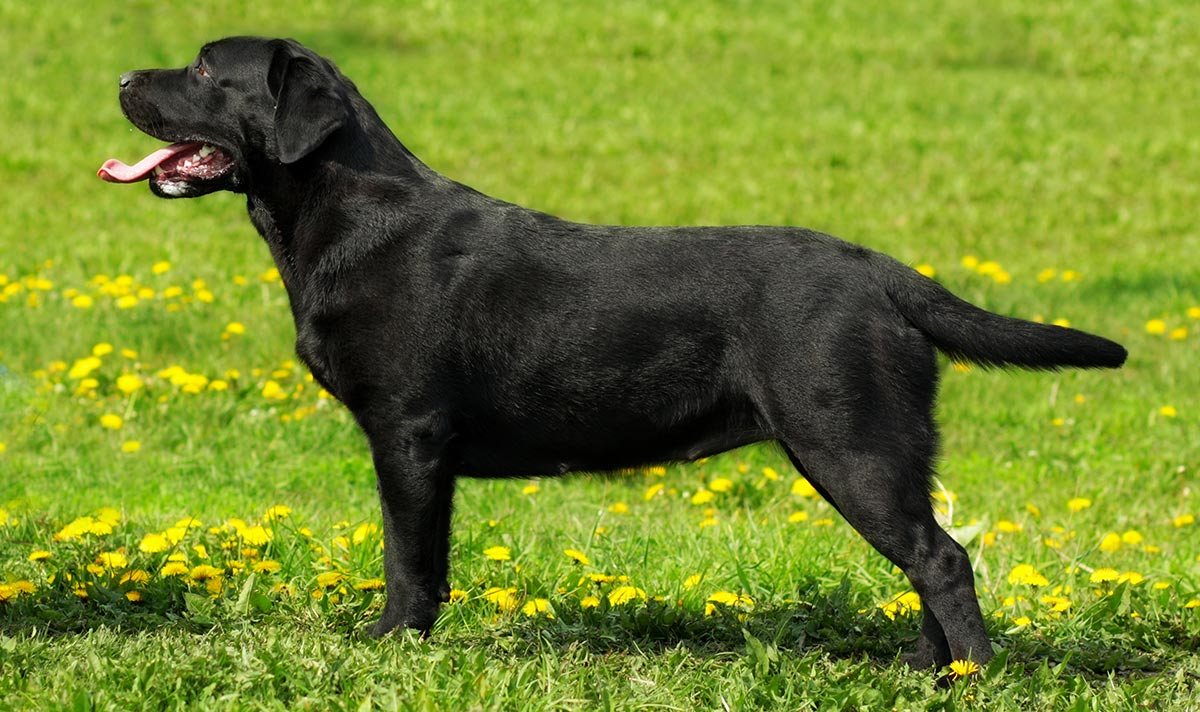 This English Lab has a broad body and head shape.