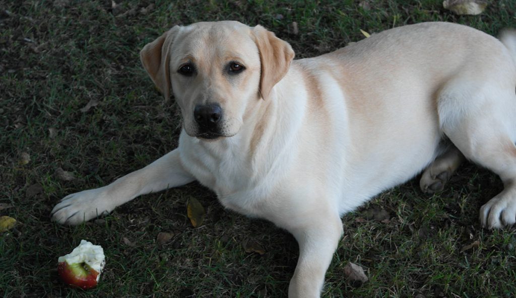 Can Dogs Eat Apples And Other Fruit Which Treats Are Safe For Dogs?