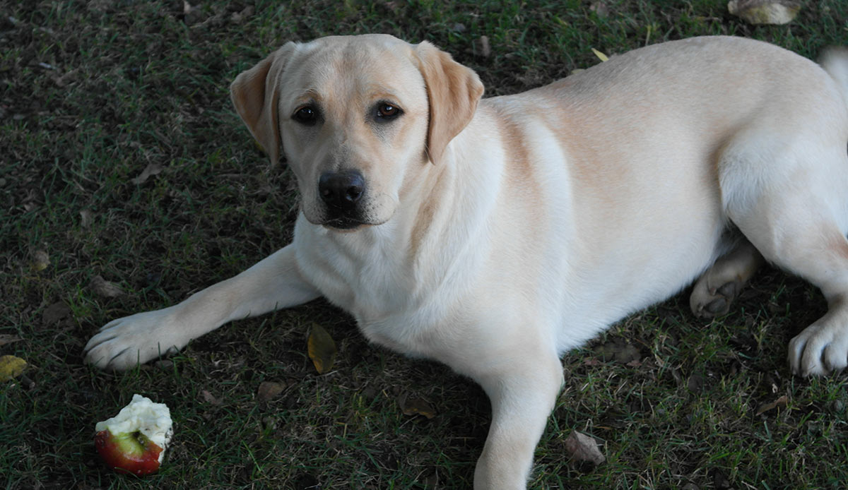 Can dogs eat apples, are apple cores okay?