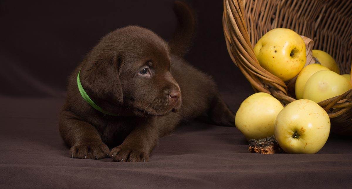 Can Dogs Eat Apples And Other Fruit The Labrador Site