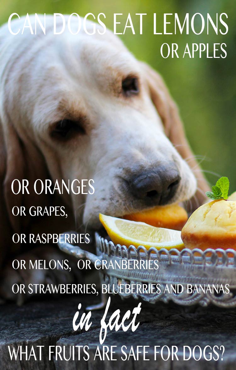 Can dogs eat lemons? Find out in this handy article about fruits that are safe for dogs to eat. Including can dogs eat apples, grapes, oranges, melons and many more.