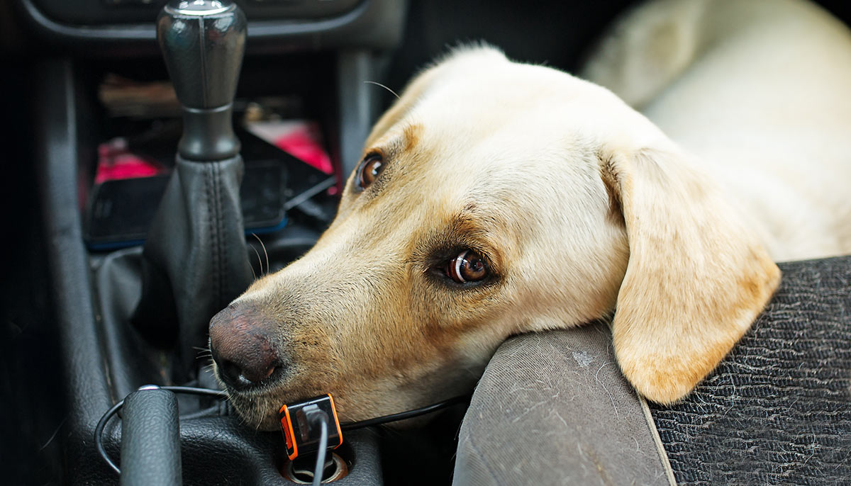 Dog Car Sickness Helping Labs That Get Travel Sick