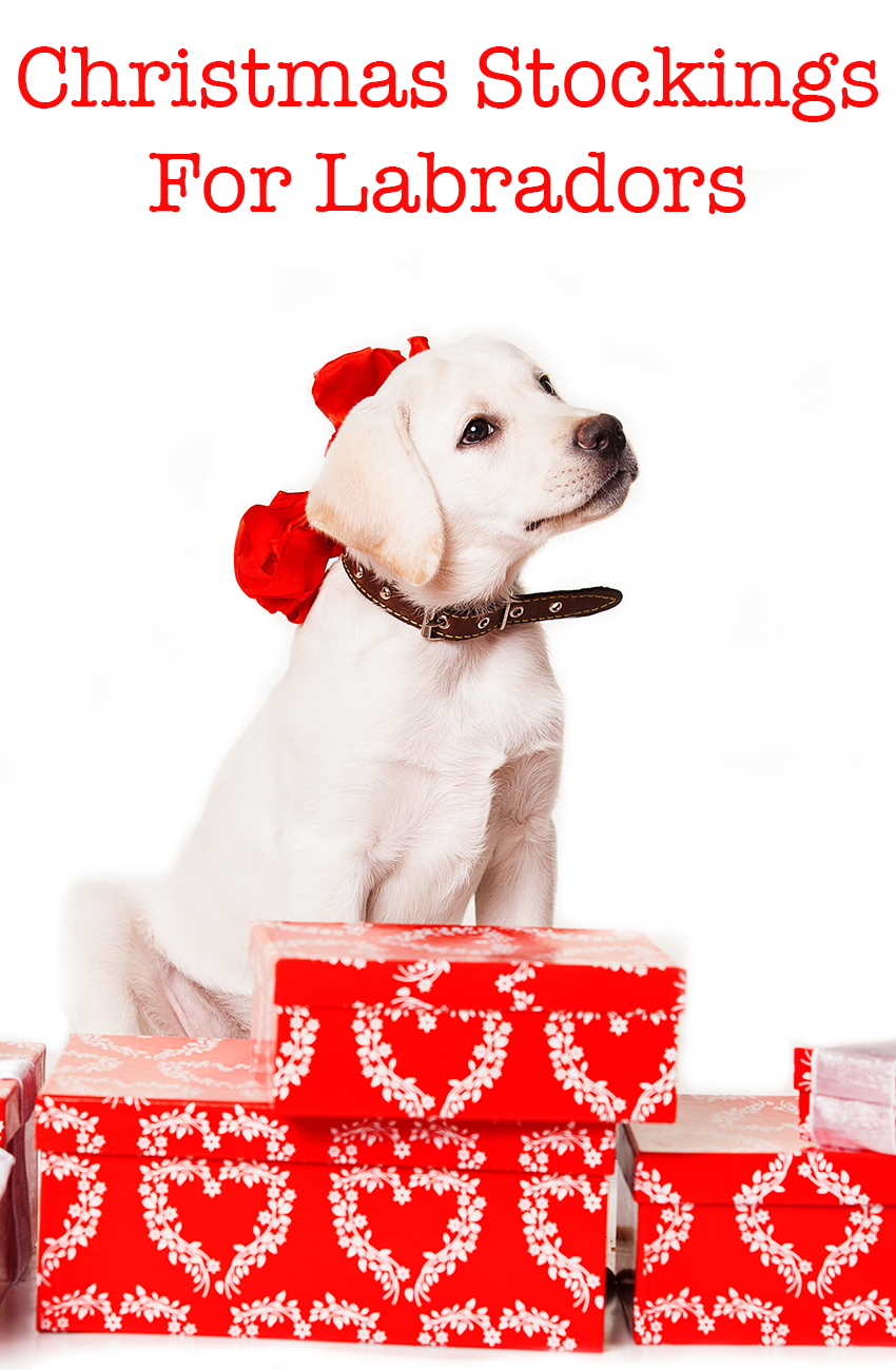 christmas-stockings-for-labradors