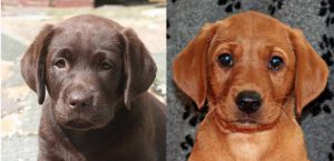 English vs American Lab puppies. There are some strong differences between the two types. 