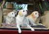 We help you make car travel fun for your dog