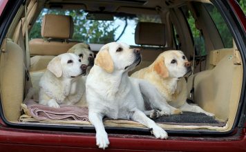 We help you make car travel fun for your dog