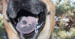 black spot on dogs tongue