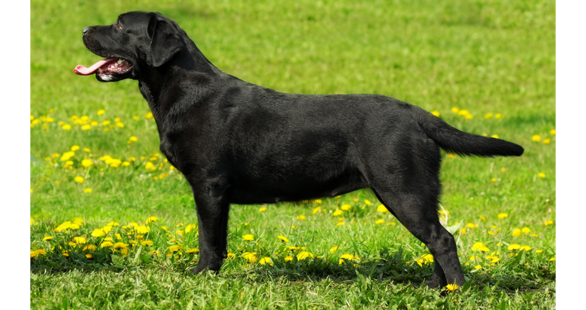 small black labs