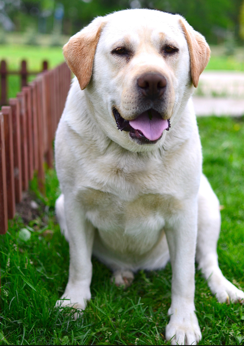 Short legs, long legs, do miniature labs exist? We look at small size and dwarfism in Labradors
