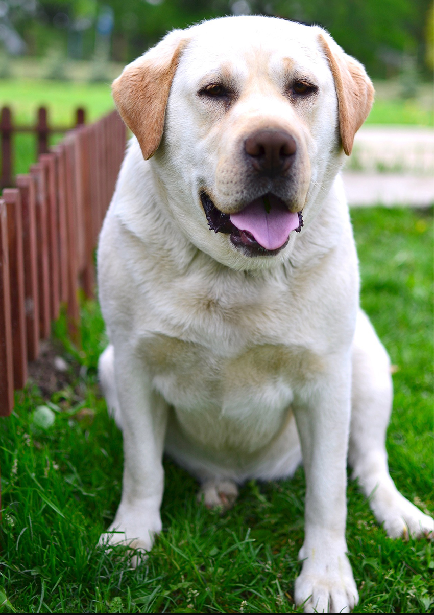 labrador retriever small size