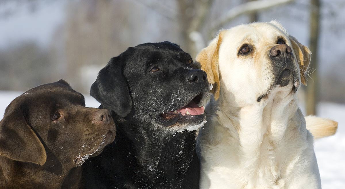 english black lab