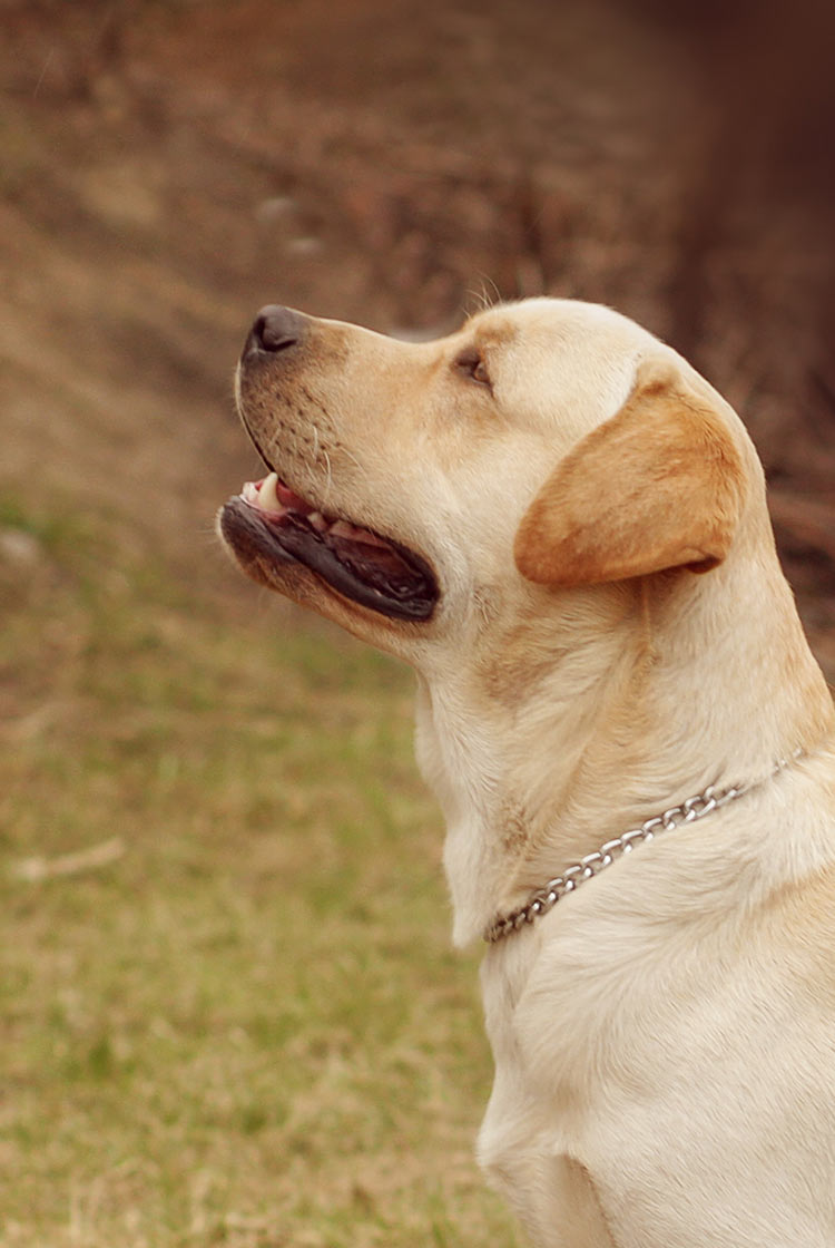 This English Labrador will have a broader head than is American Lab friends.