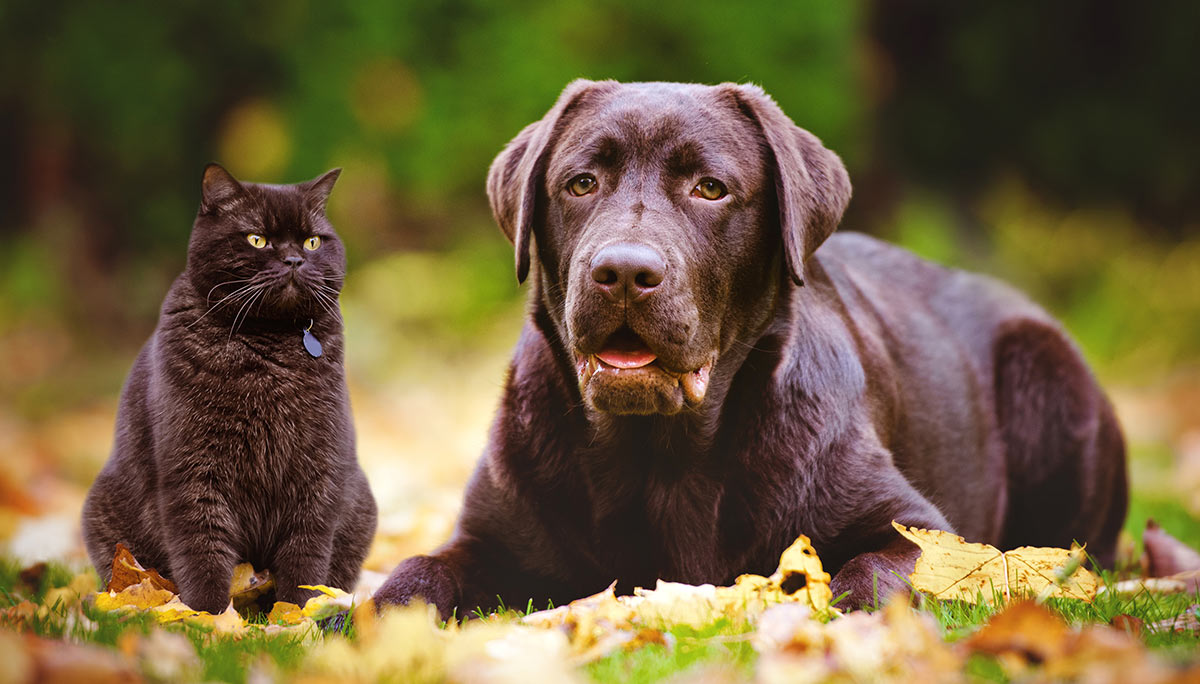 An English Labrador can make a great family pet