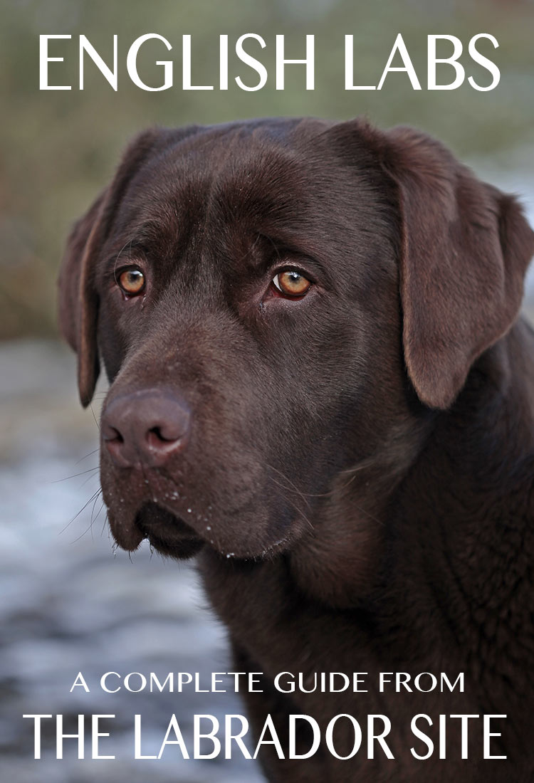 A complete guide to English Labs, their temperament and characteristics with lots of lovely photos