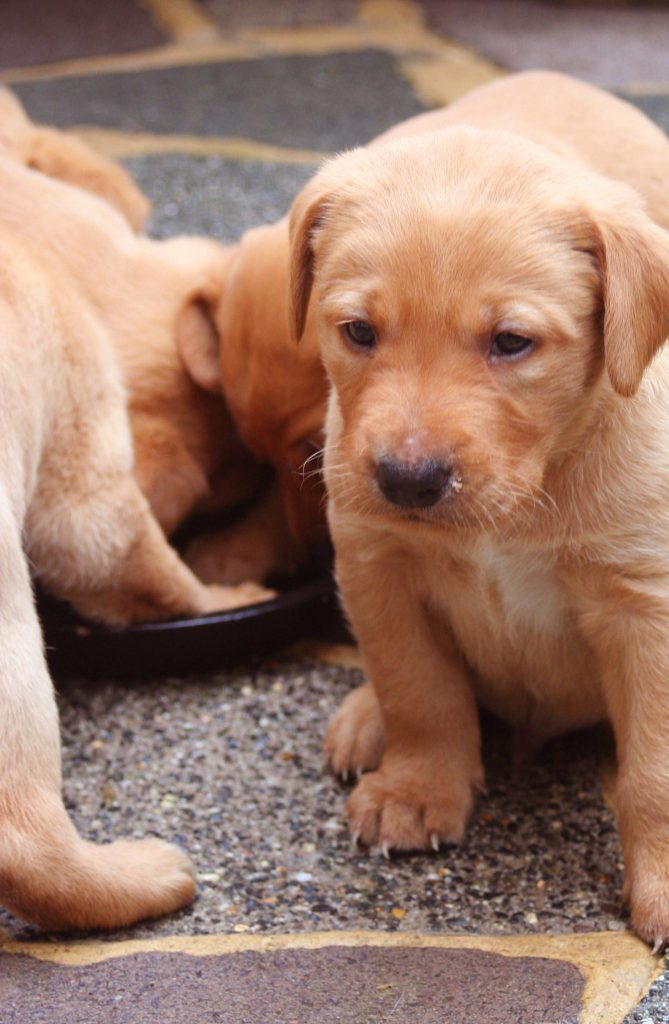 newly born labrador puppies