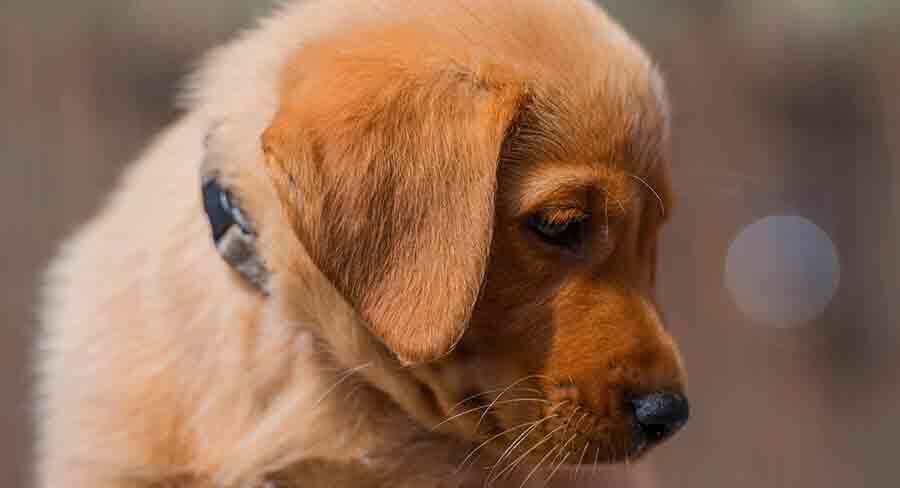 red fox lab puppy