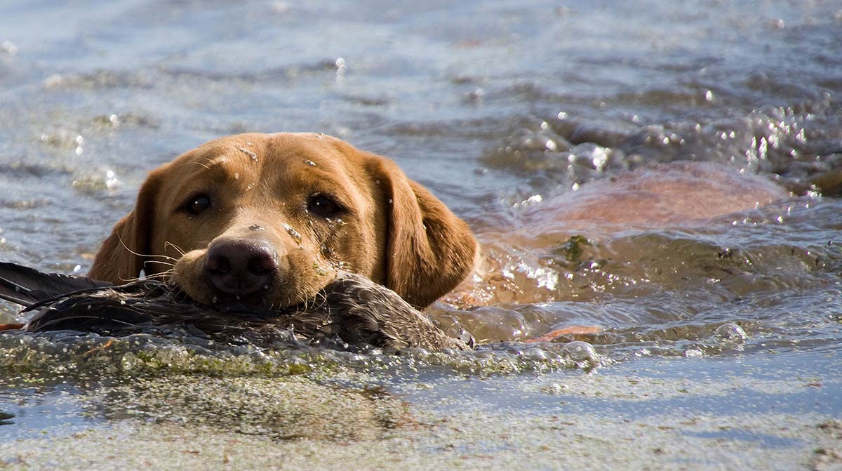 Beautiful fox red labrador retrieving a bird