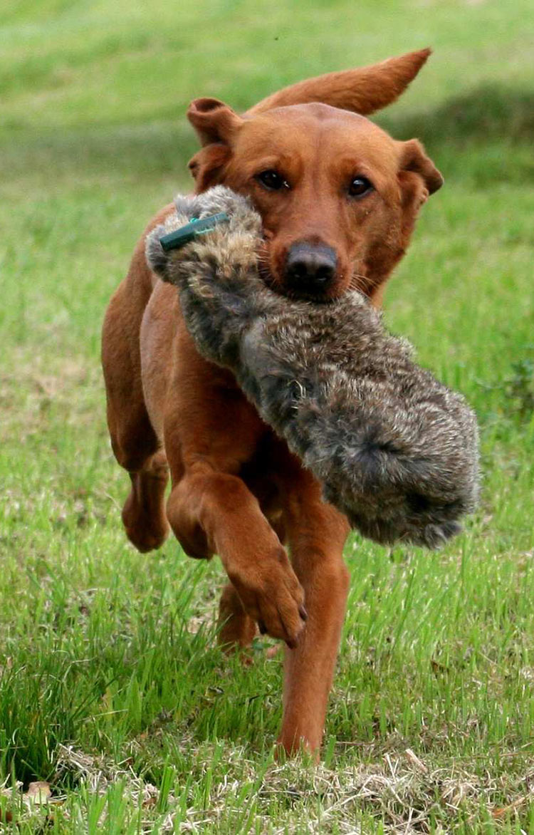 purebred fox red labrador