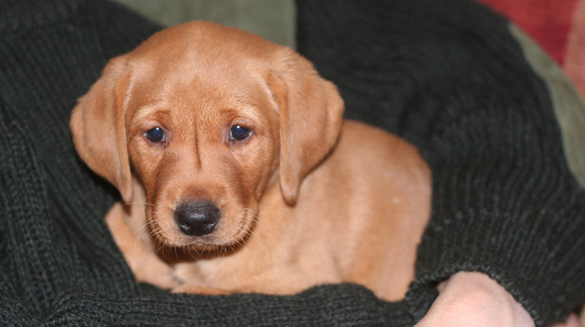 Fox red Lab puppy at six weeks old