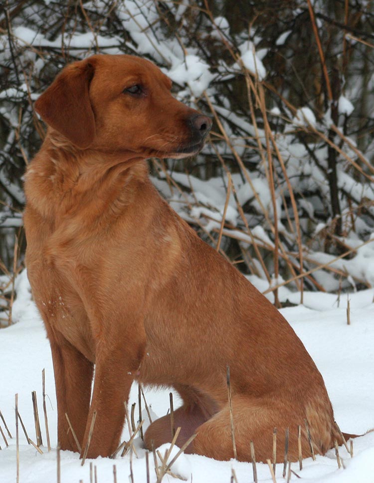 Fox red lab in the snow