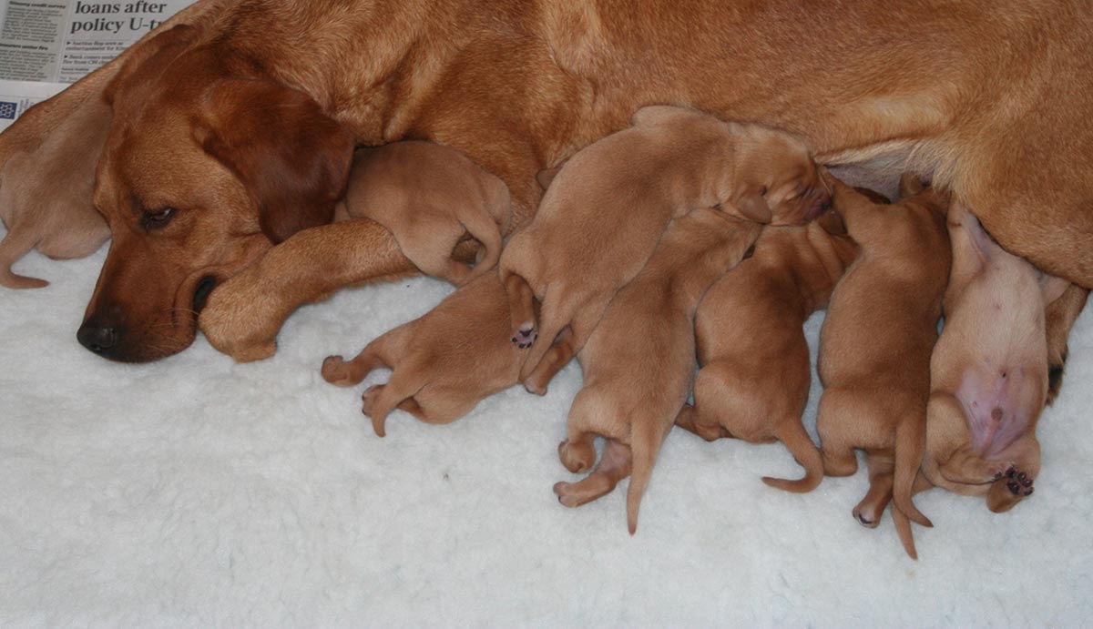 fox red lab puppies newborn