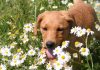 four month old fox red lab puppy Bella