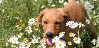 four month old fox red lab puppy Bella