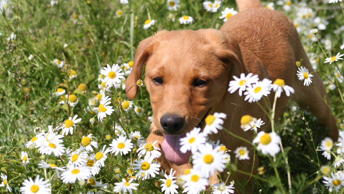 red run labradors