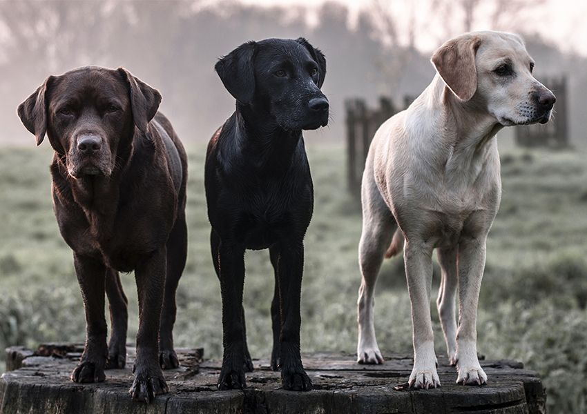 small black labs