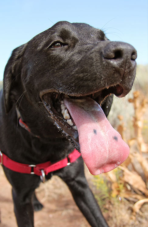 Black spot on dog's tongue - If your Lab has a black spot on his tongue you may be curious to know why